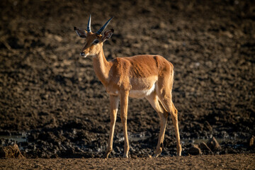 Naklejka na ściany i meble Male common impala stands near muddy waterhole