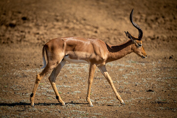 Naklejka na ściany i meble Male common impala walks with bowed head