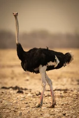  Male common ostrich crosses rocks eyeing camera © Nick Dale