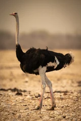 Fotobehang Male common ostrich crosses rocks in profile © Nick Dale