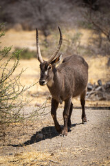 Fototapeta premium Male common waterbuck crosses slope by bushes