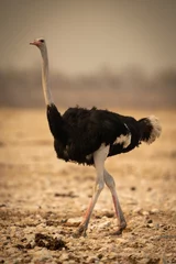 Rolgordijnen Male common ostrich walks across rocky pan © Nick Dale