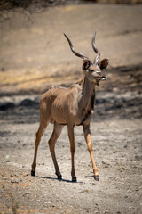 Male greater kudu crosses sunlit rocky ground