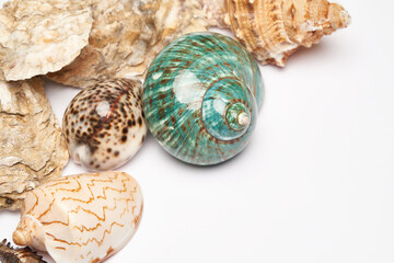 Frame made of seashells isolated on white background with copy space