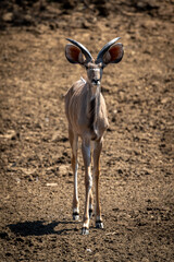 Male greater kudu stands on rocky scree