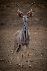 Male greater kudu stands on rocky ground