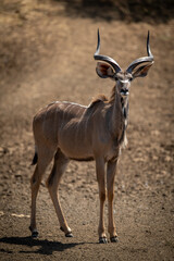 Male greater kudu stands on rocky slope