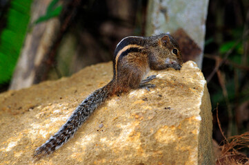 Indian palm squirrel // Gestreiftes Palmenhörnchen, Indisches Palmenhörnchen (Funambulus cf....