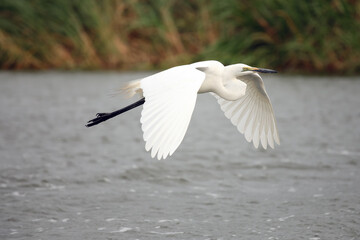 The little egret (Egretta garzetta) flying over the river.