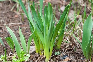 Obraz premium young green plants sprouted in early spring. first spring plants. idea - nature wakes up after a long winter, a new life cycle begins. horizontal photo, close-up.