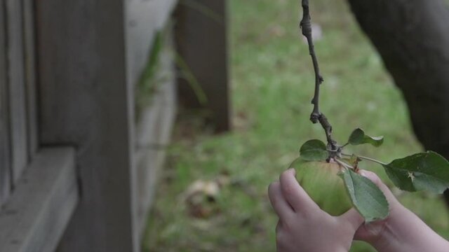 Young hands reaching for and picking an apple from a tree