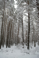 Winter Snowy Forest.