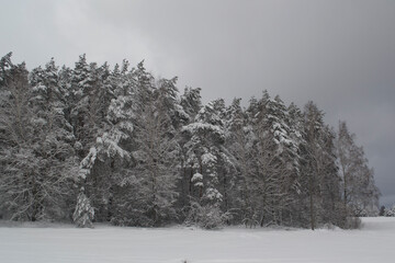 Winter Snowy Forest.