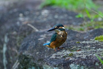 岩の上でくつろぐカワセミ幼鳥オス
