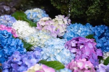 高林寺（あじさい寺）の花手水