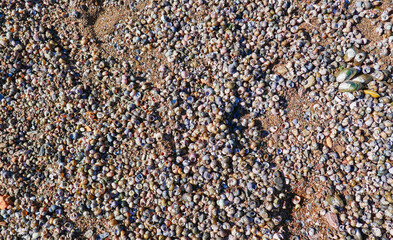 little shells on the sand as a background