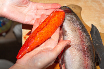 Gutted trout with caviar. The woman cut the fish and took out red caviar from the inside