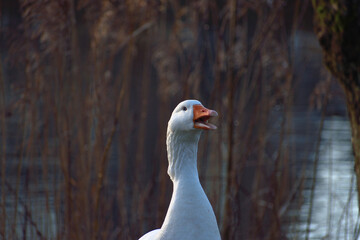 A white goose by the water seeming to smile with its beak open