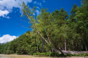 A birch tree on the banks of Beloye lake in Naroch reserve park in Belarus