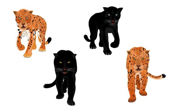 leopards and panters set isolated on white vector illustration