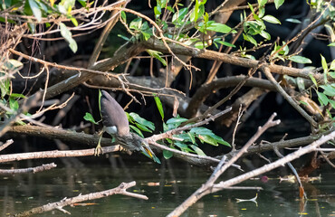 The Nonbreeding adult Javan pond heron perching on the branch waiting to ambush prey , Thailand