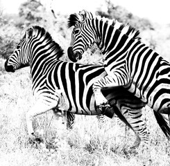 Fototapeta na wymiar playing zebras
