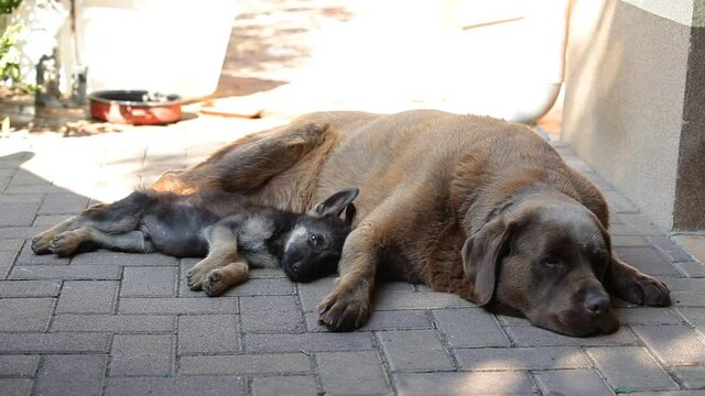 A german shepherd puppy and a labrador sleeping. The dogs rest in the yard in the shade.