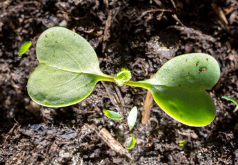 A small sprout of radishes in the ground.