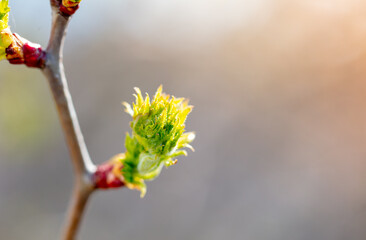 Blossoming bud on a tree in spring.