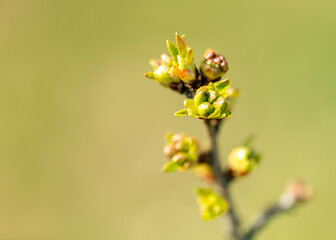 Blossoming bud on a tree in spring.