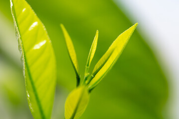 Close up of green leaf on lemon.