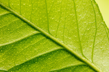 Close up of green leaf on lemon.