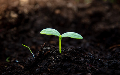 A small sprout of a cucumber in the ground.