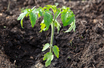 Tomato seedling in the ground