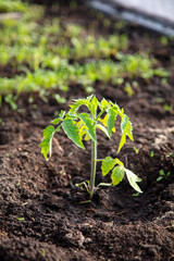 Tomato seedling in the ground