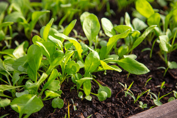 Small sprouts of arugula in the ground
