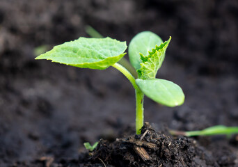 Cucumber sprout in the spring.