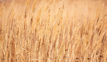 Yellow dry grass in nature