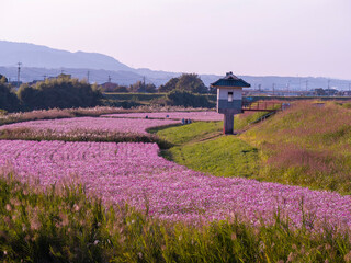 日本の風景　熊本県菊池市七城町のコスモス畑