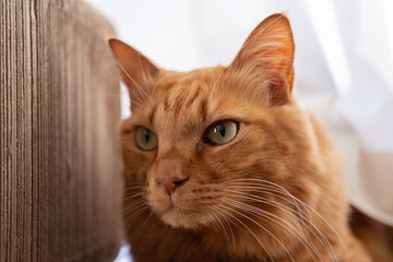 見つめる猫　茶トラ猫