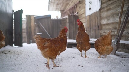 Free Range Hens Feeding in Winter Snow. Chickens in the winter on the farm.