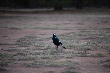 Magpie