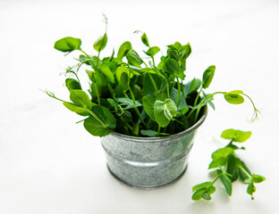 Fototapeta premium Cup with green sprouts of germinated seeds of peas on a table