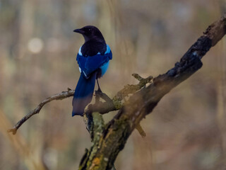 Magpie perching on dry branch on blurred background