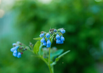 forget me not