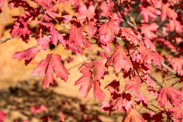 Red maple leaves on the tree. Colorful background