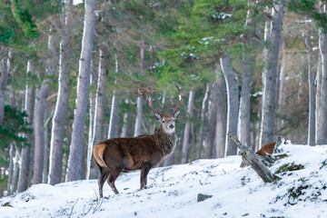 Scottish red deer (Cervus elaphus) in snowy winter forest in Scotland