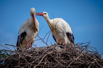 Couple of storks in nest during mating season  in Nature reserve 