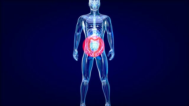 4K Anatomy concept of the Gut
