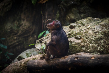 Stump-tailed macaque, a large, furry monkey tricky on the ground. Lives in the tropical forest